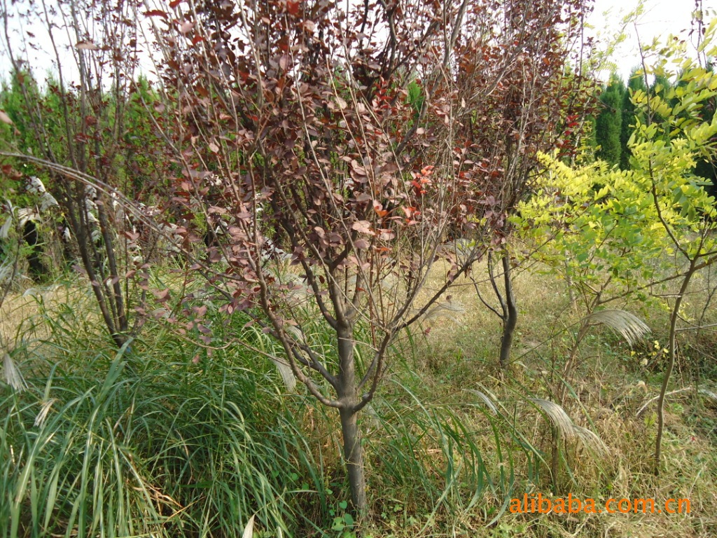 196997843_1346672609