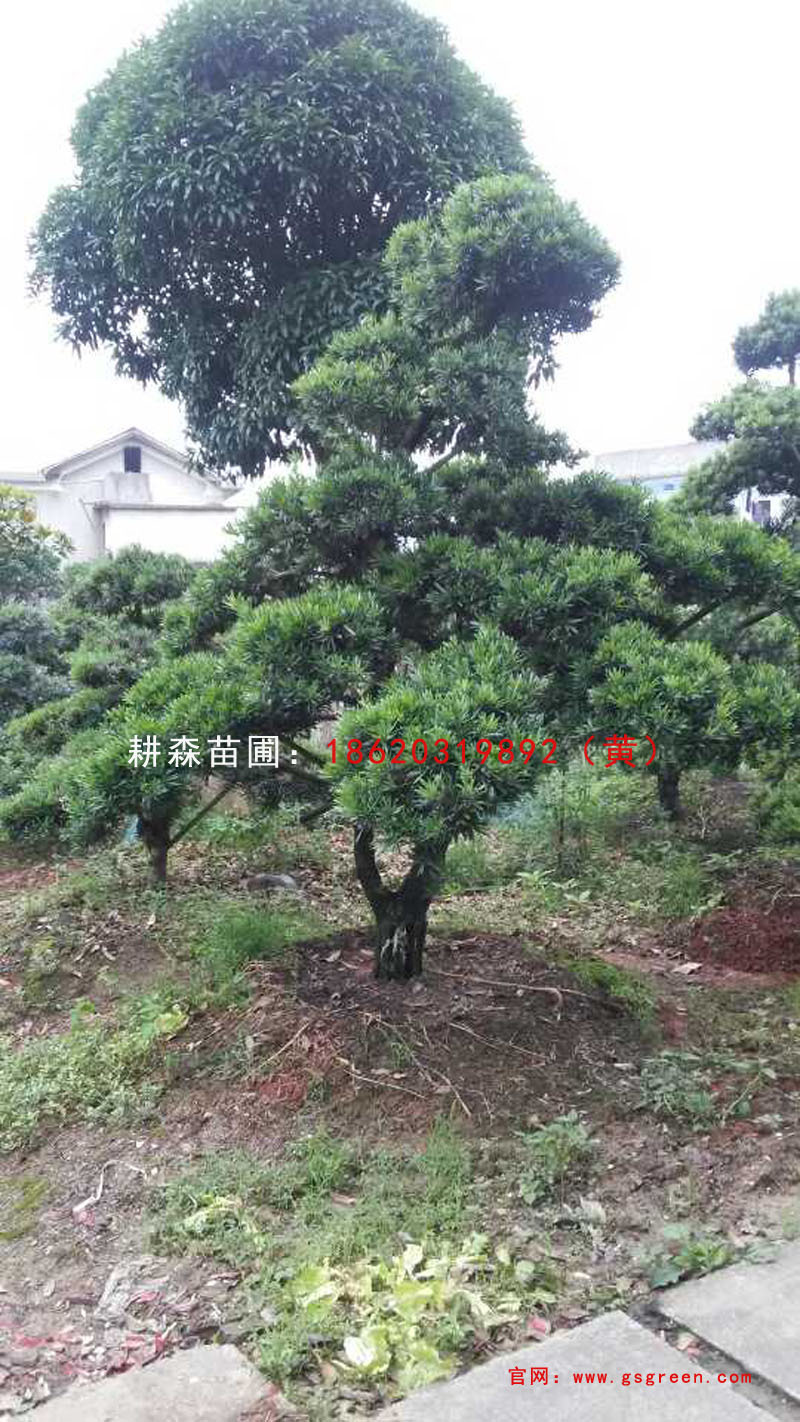 广东湖南苗圃基地直销 造型罗汉松 胸径20cm以上 造型优美