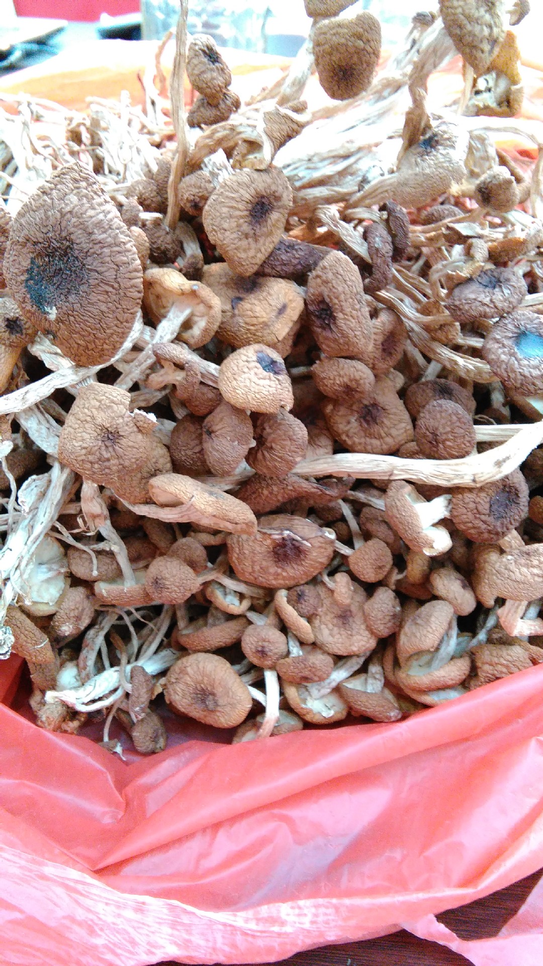 菌类鲜茶树菇素材图片下载-素材编号14313665-素材天下图库