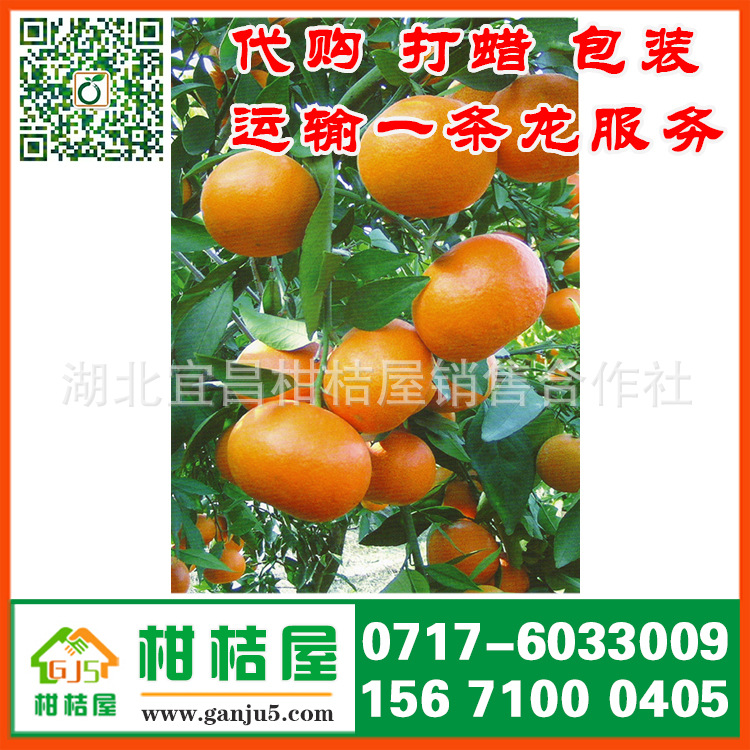 连云港市新浦区中熟柑橘产品展示