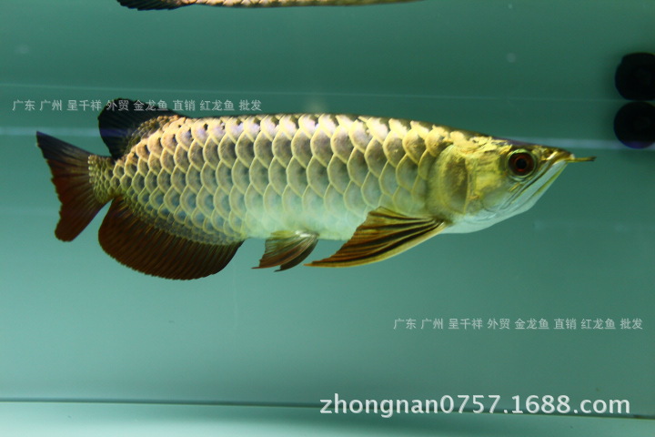 24k 金头 超 蓝底 过背 超重 金属 细框 金龙鱼 苗 芯片