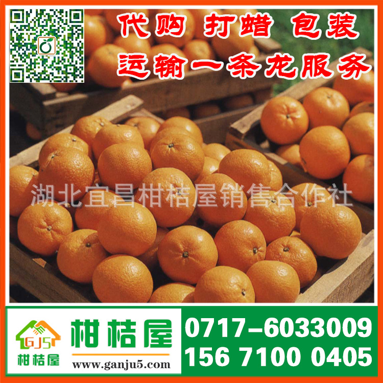 泰州市宿城区中熟柑橘产品展示