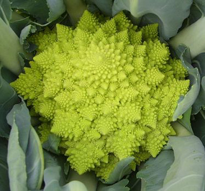 蔬菜种子进口杂交一代宝塔花椰菜种子 宝塔花菜 特菜种子 包邮