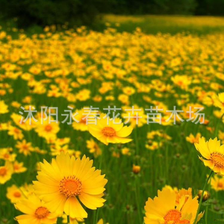 批发花草种子日光菊种子新采草花种子 日光菊 绿化种子