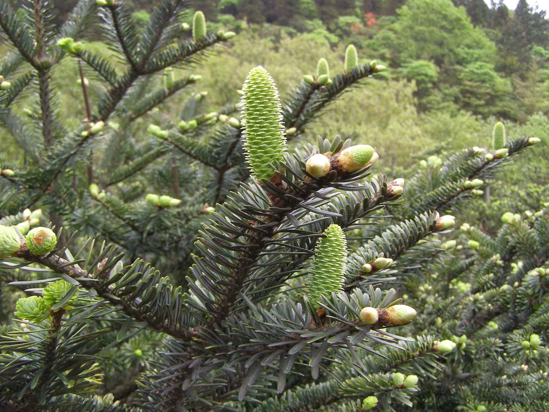 公益一起来#请保护植物界的"大熊猫"——百山祖冷杉