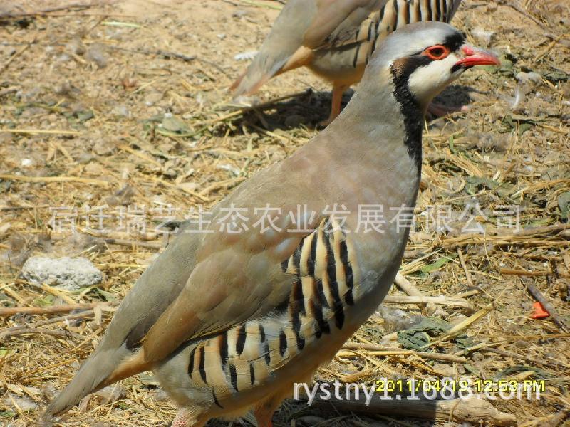 鹧鸪养殖美国鹧鸪大种鹧鸪种苗石鸡苗公司直销鹧鸪蛋苗