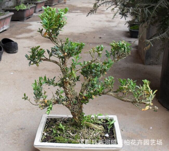 雀舌黄杨 树桩盆景 高档盆栽批发 别墅花园 庭院