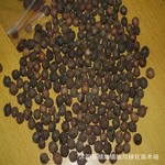 批发新采种子 小叶紫檀种子 白檀种子 檀香树种子 印度檀香种子