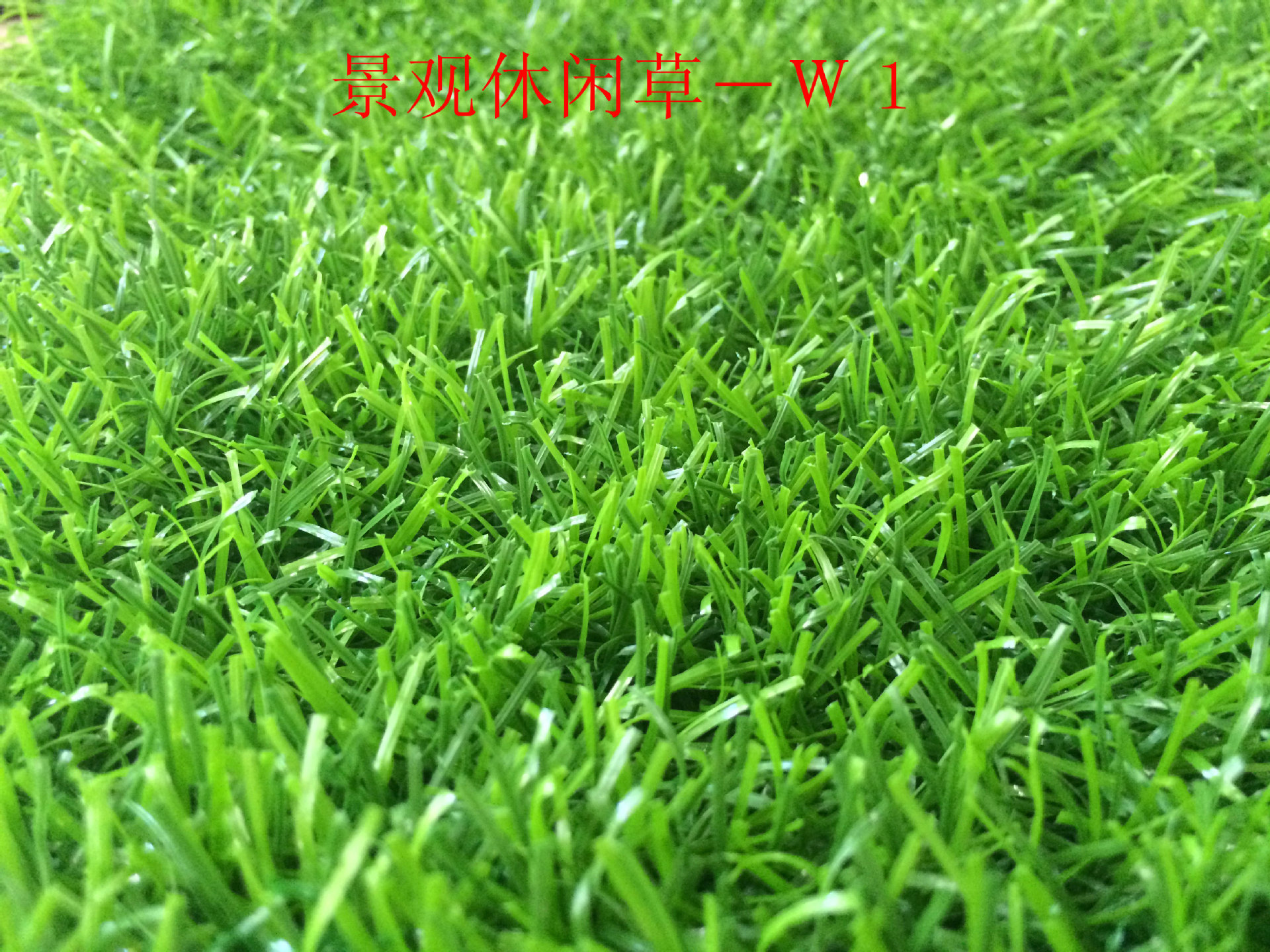 景观休闲草-W1正面