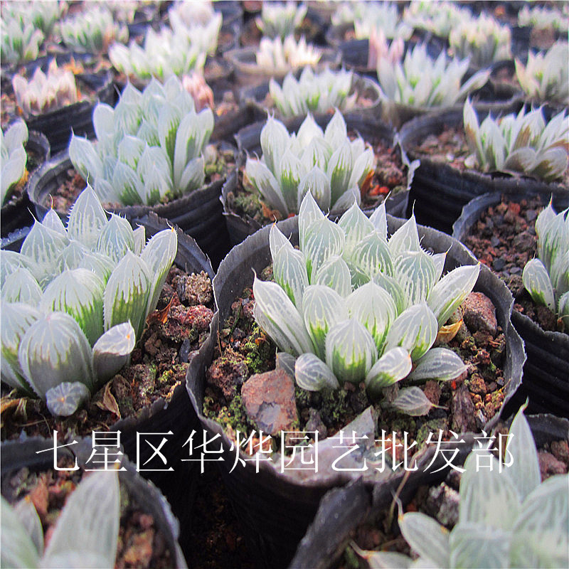 盆栽花卉_多肉植物批发 白斑玉露 基地大棚直