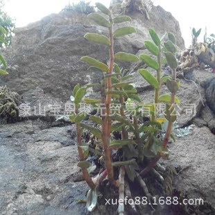 全国招商铁皮石斛鲜条产地直销团购价格招全国代理500g起批现货铁皮枫斗