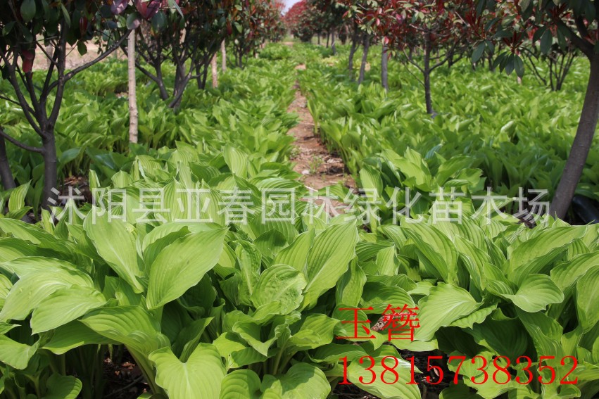 地被绿化苗木 玉簪花苗 青叶 金叶玉簪花 花坛,丛植,盆栽园林美化