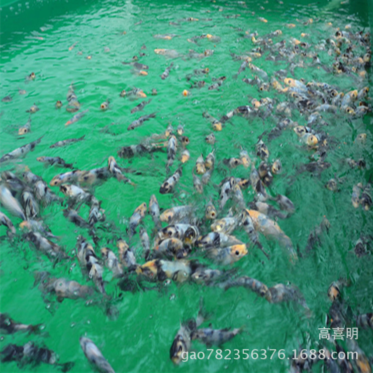 白写锦鲤苗