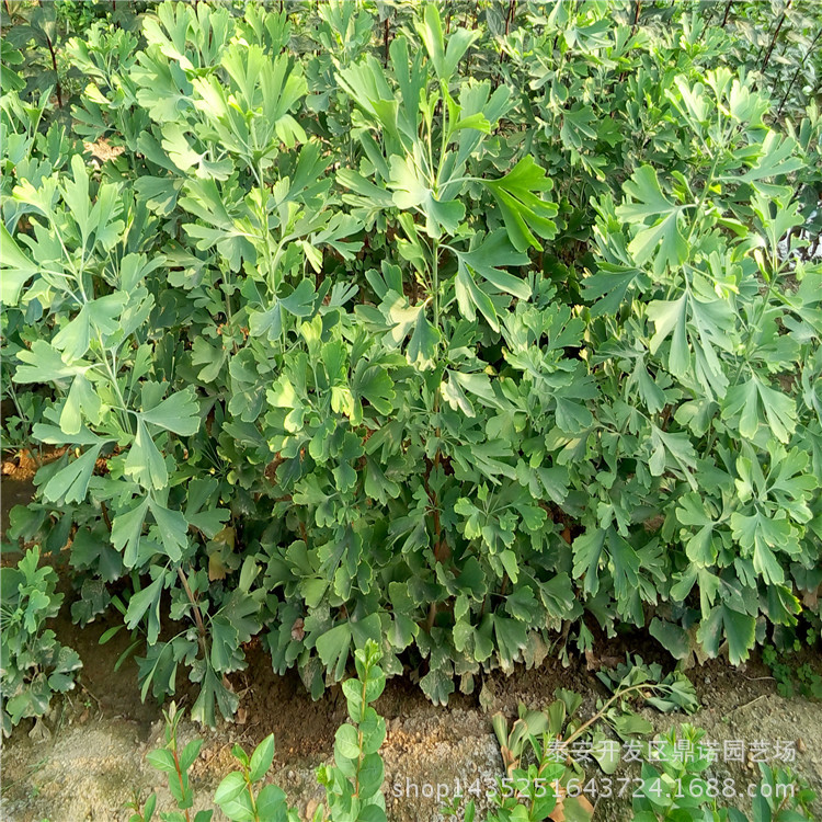 银杏树苗_山东银杏树苗好哪里便宜品种好抗菌