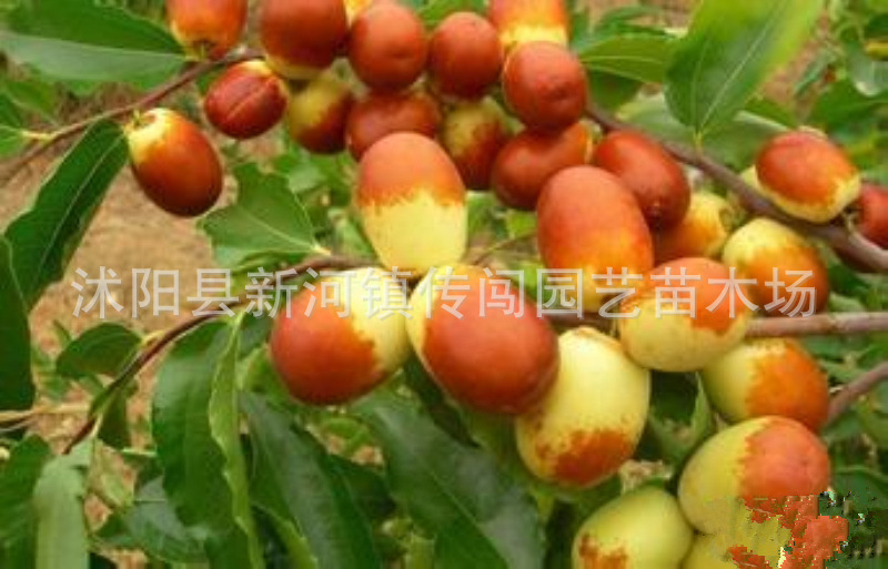批发供应果树苗,枣树,枣树树苗,庭院果树,当年挂果,南方北方种植
