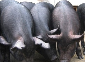 太湖母猪 太湖仔猪 产猪仔最多的母猪品种