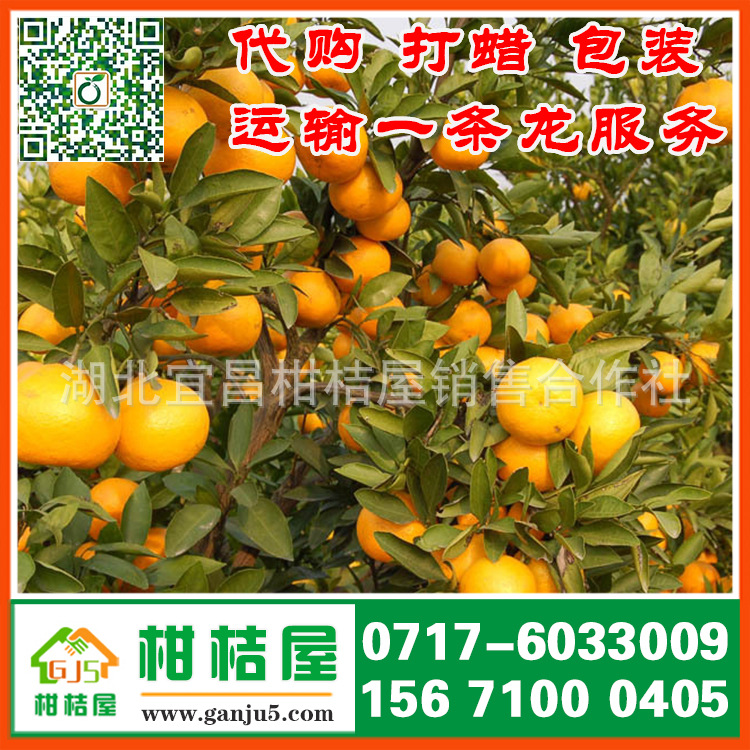 泰州市宿城区中熟柑橘产品展示