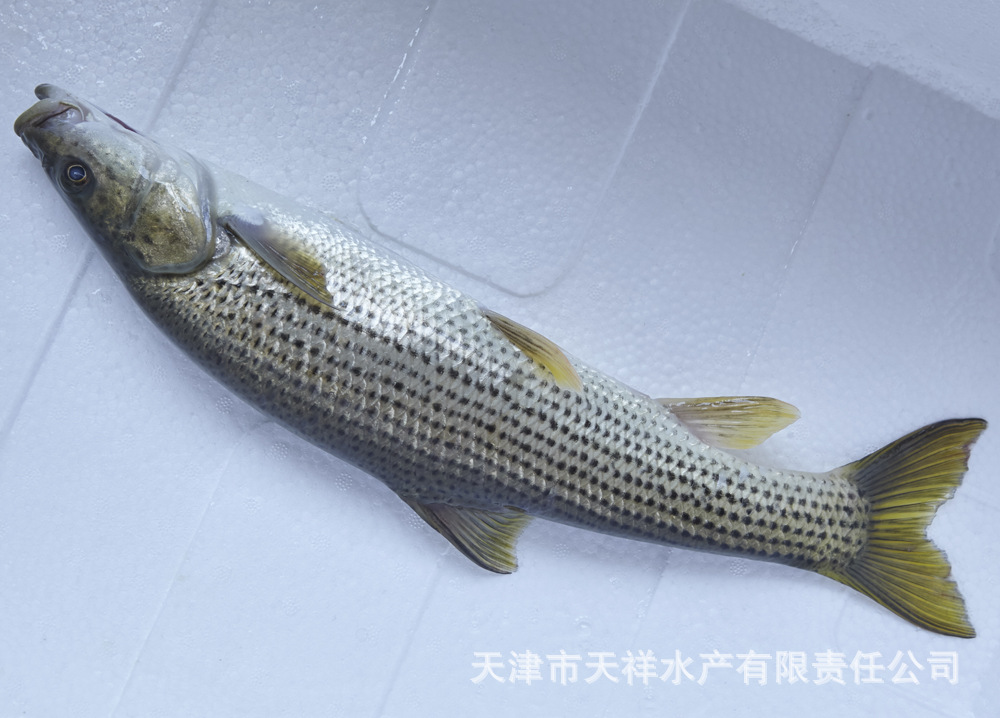 金沙鲈鲤 淡水成鱼大花鱼 活鱼 批发供应淡水水产金沙鲈鲤鱼