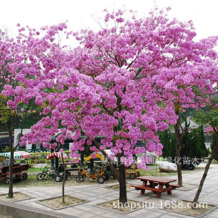 【林木种子 黄花风铃木种子 红花风铃木种子 货