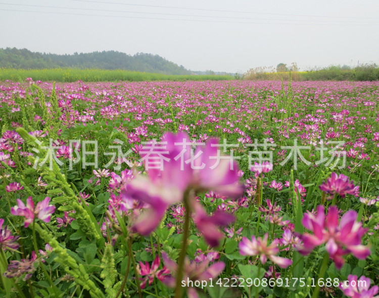 家禽的好饲料观赏花卉盆栽 上一个 下一个 举报 别名:翘摇,红花草