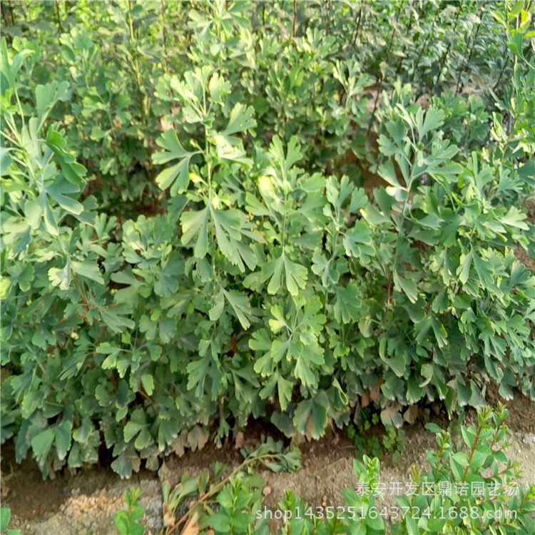 银杏树苗_山东银杏树苗好哪里便宜品种好抗菌