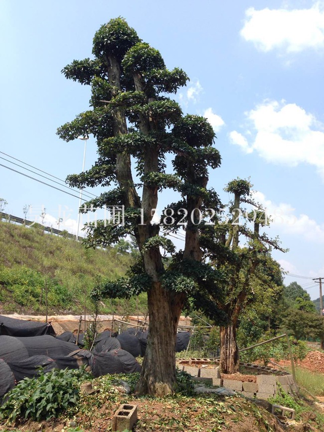 供应造型苗木榆树 造型榆树 精品造型榆树 优质造型榆木景观树