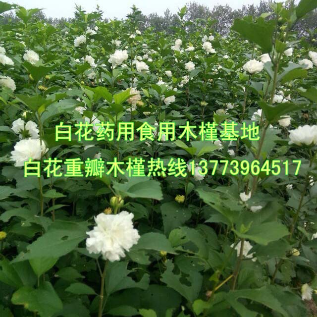 诚德花木场各色观赏食用药用木槿花花期正浓