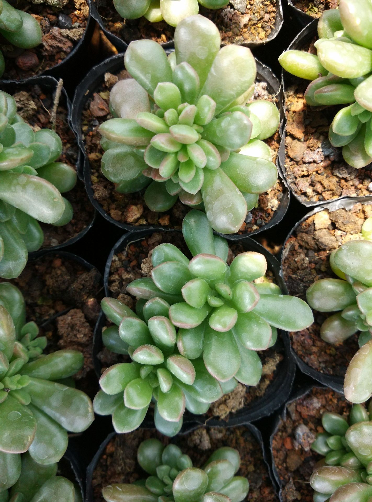多肉植物塔洛克批发,产地批发,花卉绿植小盆栽