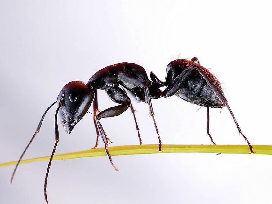 黑蚂蚁 野生黑蚂蚁 大兴安岭大个拟黑多刺黑蚂蚁 补肾