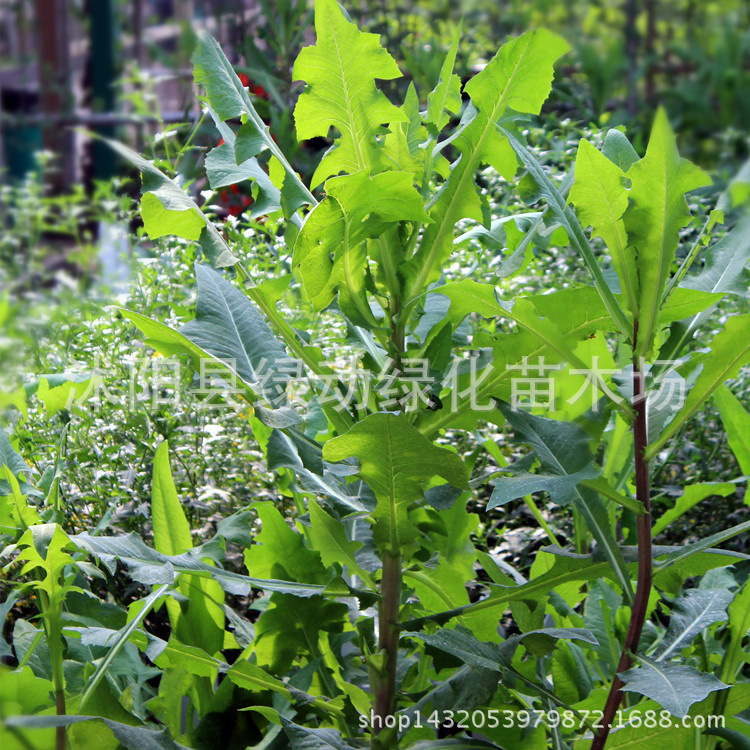 批发当年新苦荬菜种子 苦麻菜种子 高蛋白高产量 苦麦菜 牧草品种