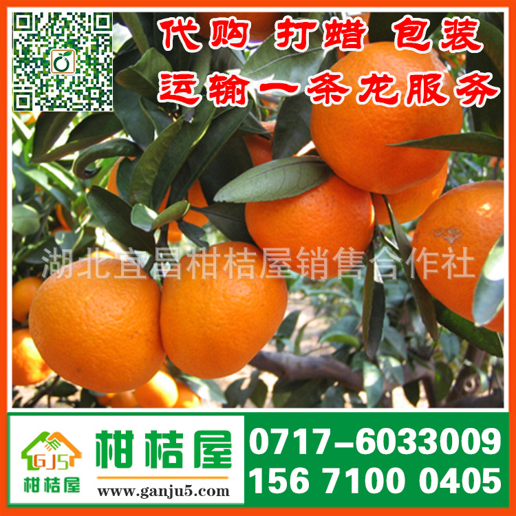 开封市果品批发中熟柑橘产品展示