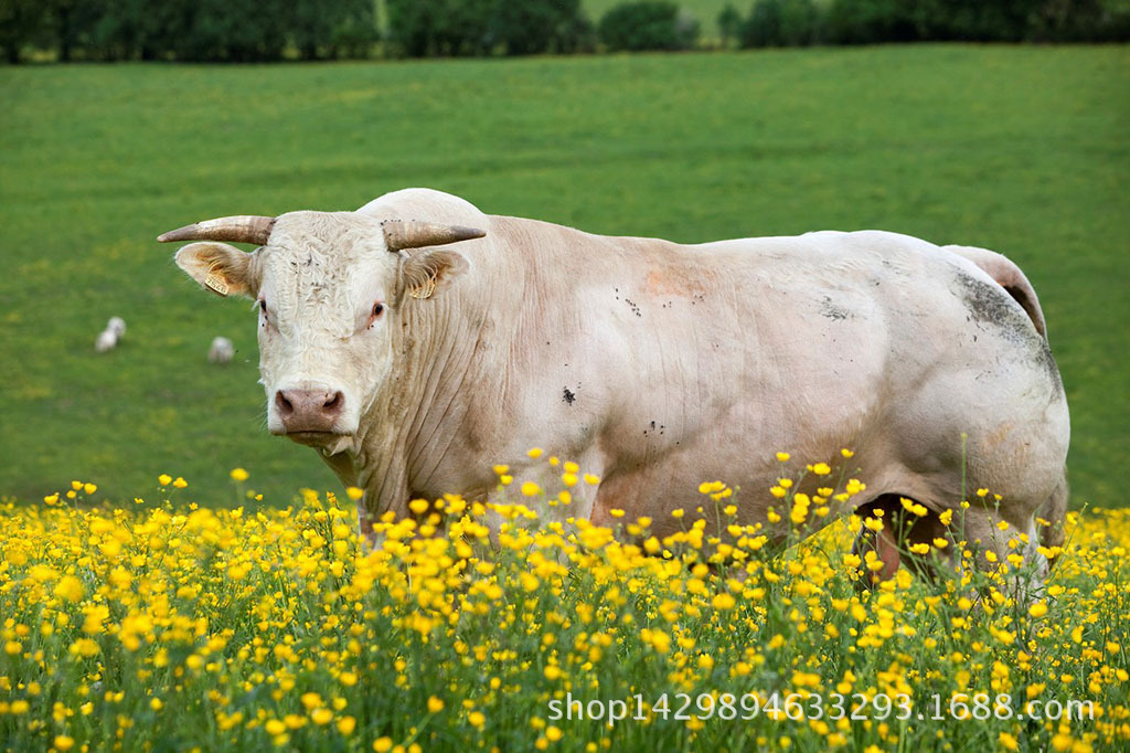 江苏扬州养殖场常年出售肉牛 夏洛莱牛 牛犊 种牛价格