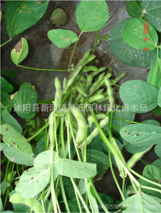 批发彩包种子蔬菜瓜果种子 毛豆种子 早熟鲜毛豆 大包装 15粒