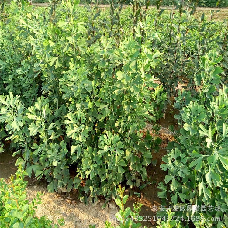 银杏树苗_山东银杏树苗好哪里便宜品种好抗菌