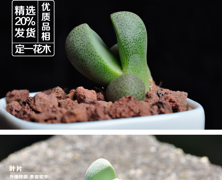 厂家批发多肉植物批发帝玉 多肉 肉肉植物批发 花卉绿植室内盆栽