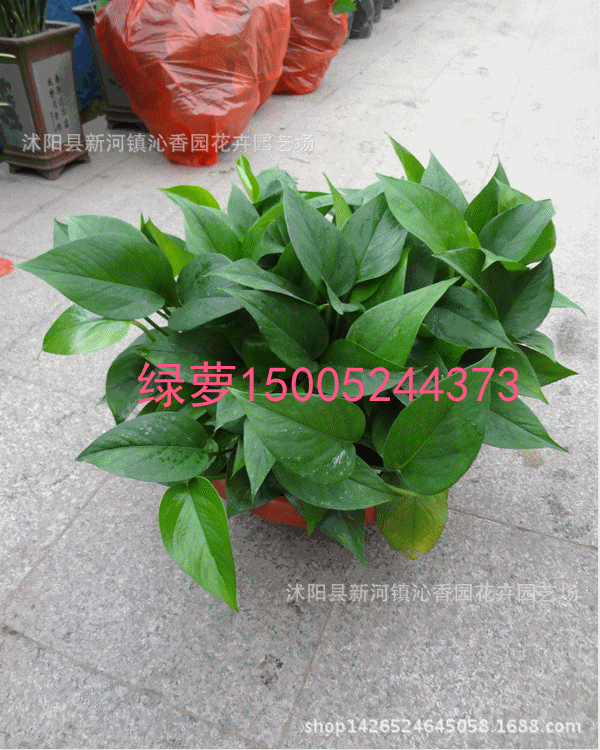 花 盆景 盆栽 植物 桌面 600_750 竖版 竖屏 手机 gif 动态图