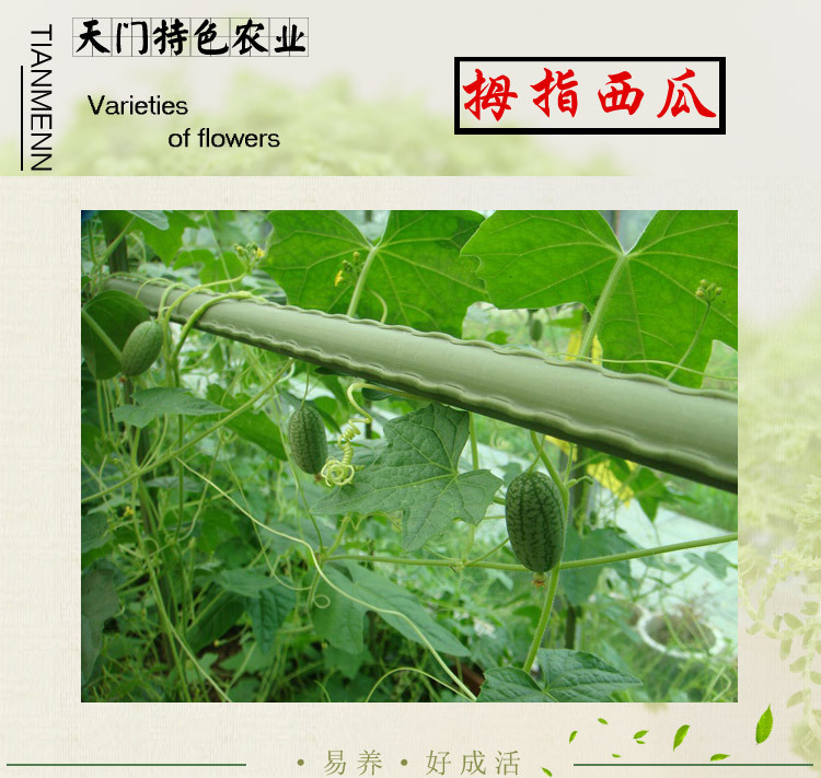 迷你西瓜种子 拇指西瓜 矮蔓短 适合盆栽 也适合搭架地栽