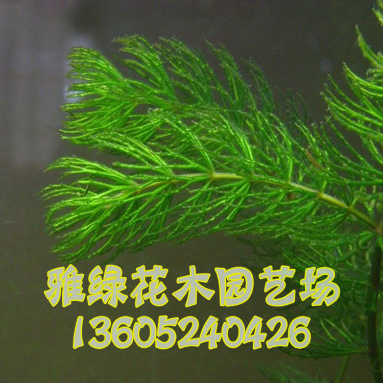 水生植物 金鱼藻 蜈蚣草别名细草,鱼草沉水植物 金鱼草 包活