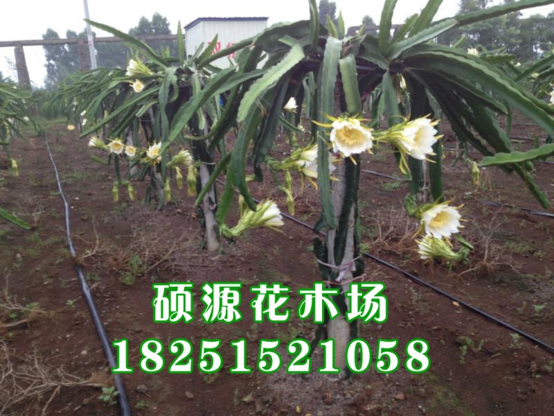 特价黄皮火龙果树苗当年结果黄火龙果苗黄麒麟果树苗南方种植