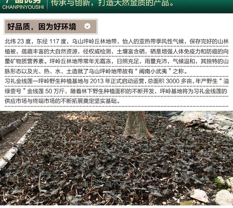 首页 农业 农作物种子,种苗 药材种子,种苗【溢绿金线莲】福建传统
