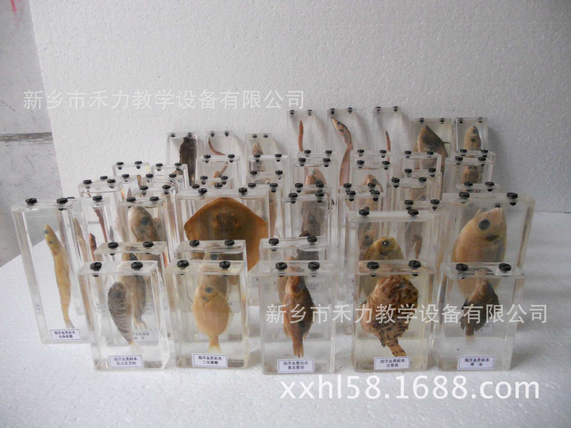 鲶鱼浸制标本 俗称塘虱,又称作胡子鲢 黏鱼 塘虱鱼 生仔鱼