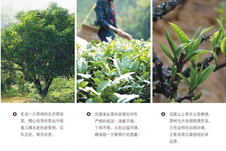 包邮 茶叶 春茶 凤凰单枞茶 鸭屎香 大乌叶 礼盒装500g