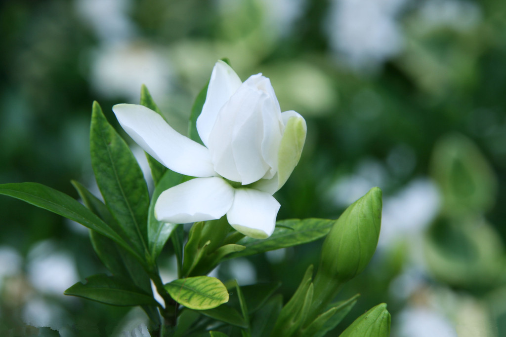 盆栽栀子花苗 小叶栀子花 牡丹栀子花 芳香花卉 绿植盆栽