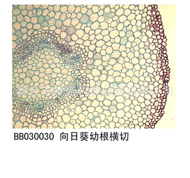 小麦根横切 生物切片 植物类装片 根及根的变态