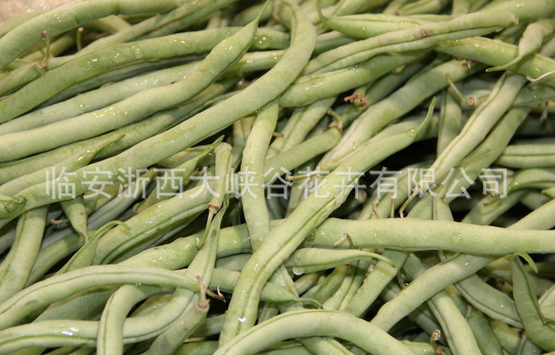 强力推荐 新鲜精品特价蔬菜 环保新鲜蔬菜四季豆-豆荚