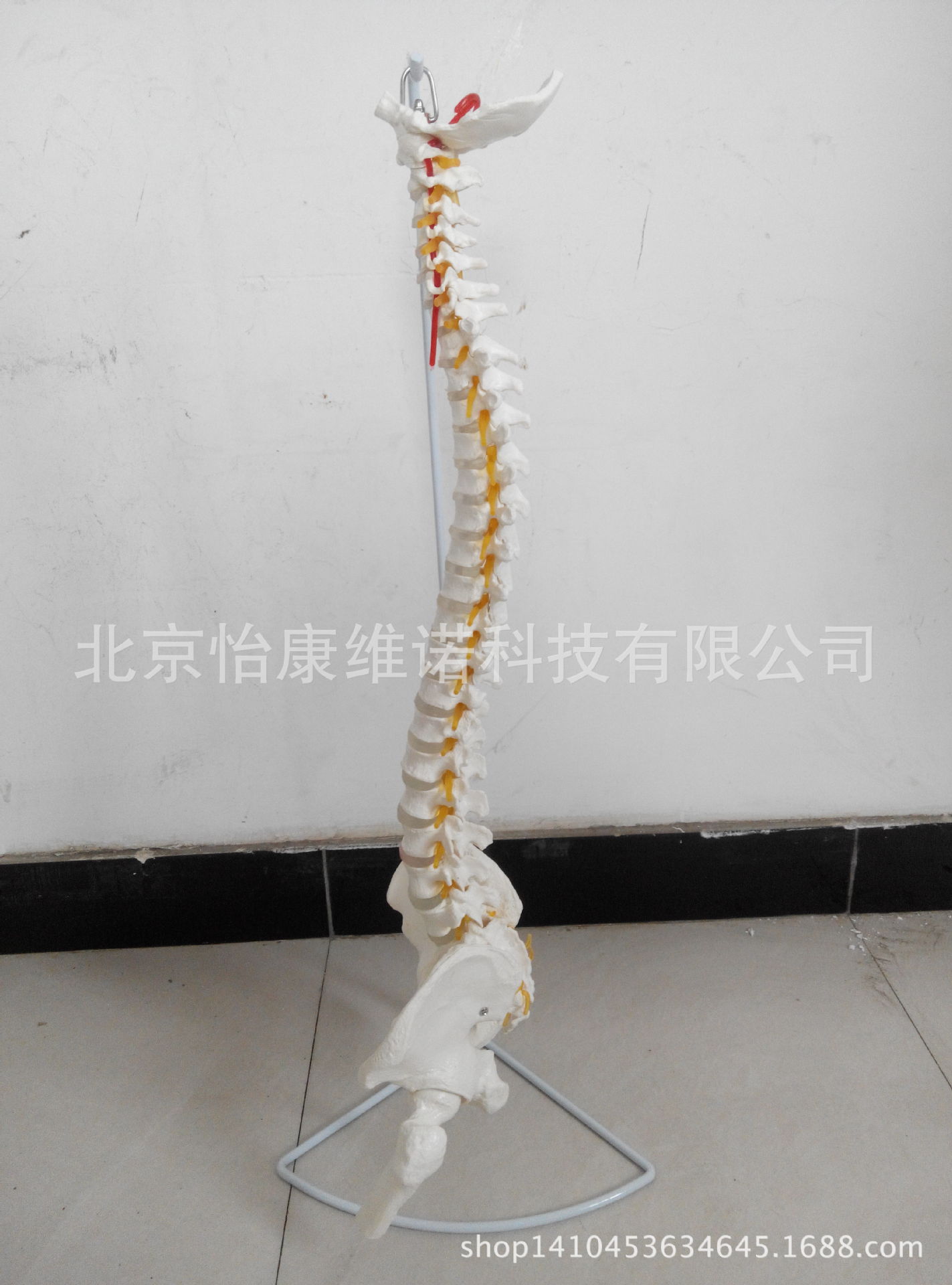 脊椎骨模型_可弯曲股骨头模型脊柱脊椎骨模型