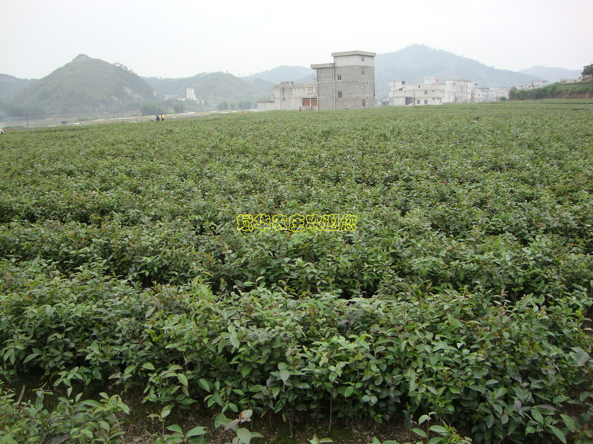 岑溪软枝油茶苗 一年实生苗高30-50cm 另有岑溪软枝油茶种子茶果