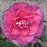 【青叶贝拉/贝拉大玫瑰】名贵品种茶花 山茶苗原生盆栽带原土发货图片