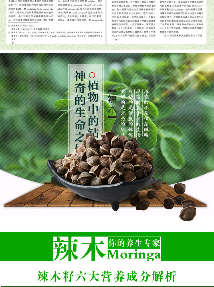 印度特级辣木子 非洲辣木籽