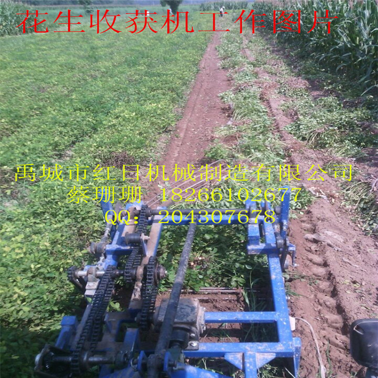 4H-800收获成垄图片_副本